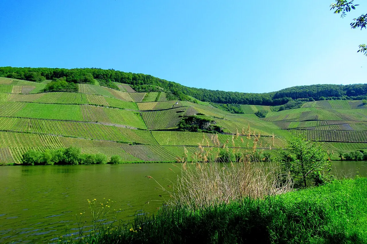 Vinodlingar vid Piesport