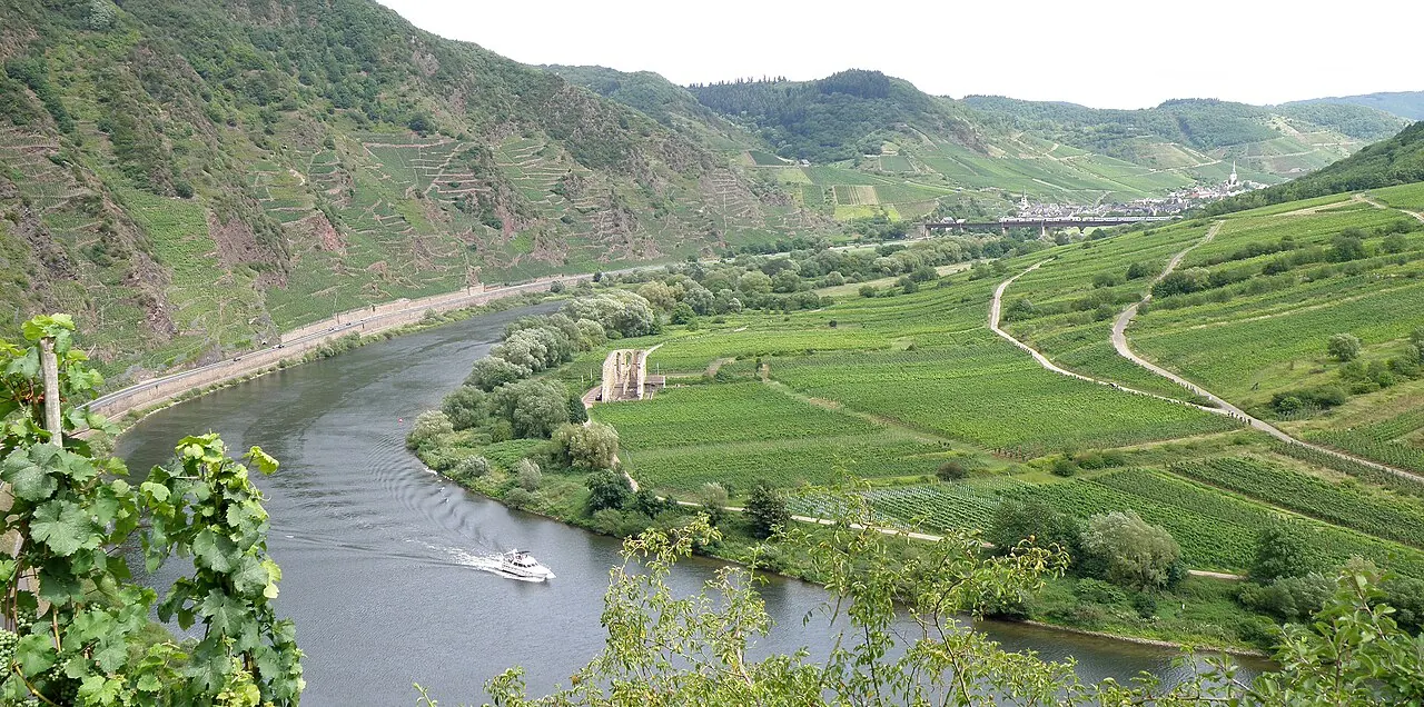 Mosel slingrar sig mellan vinodlingar